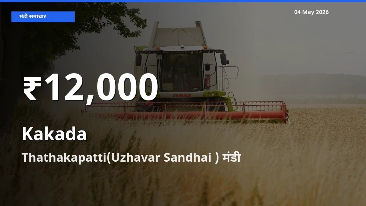 किसानों के लिए चिंता का विषय? काकड़ा के दाम Thathakapatti(Uzhavar Sandhai ) में 30 दिन के न्यूनतम स्तर पर