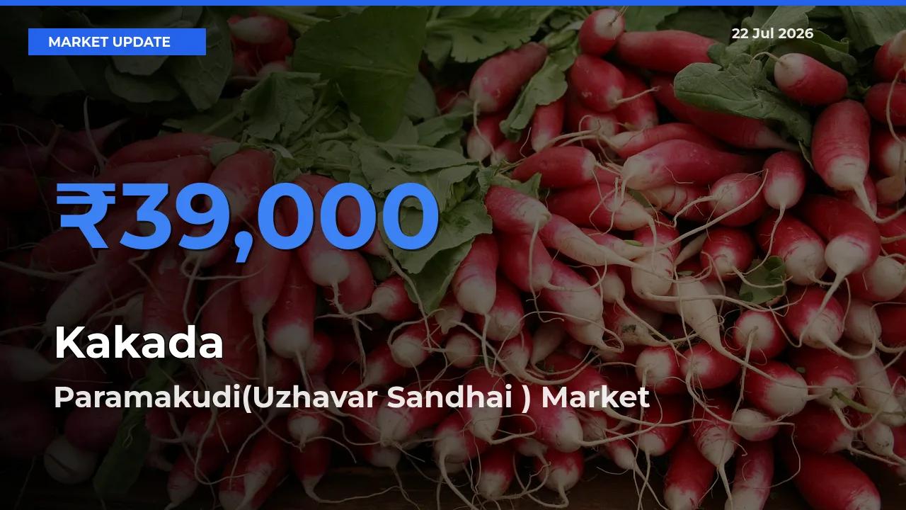 Top Performer! Paramakudi(Uzhavar Sandhai ) Offers Best Kakada Price Today