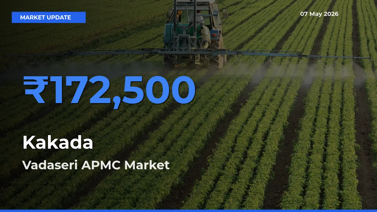 Vadaseri APMC Leads as Top Mandi for Kakada Prices