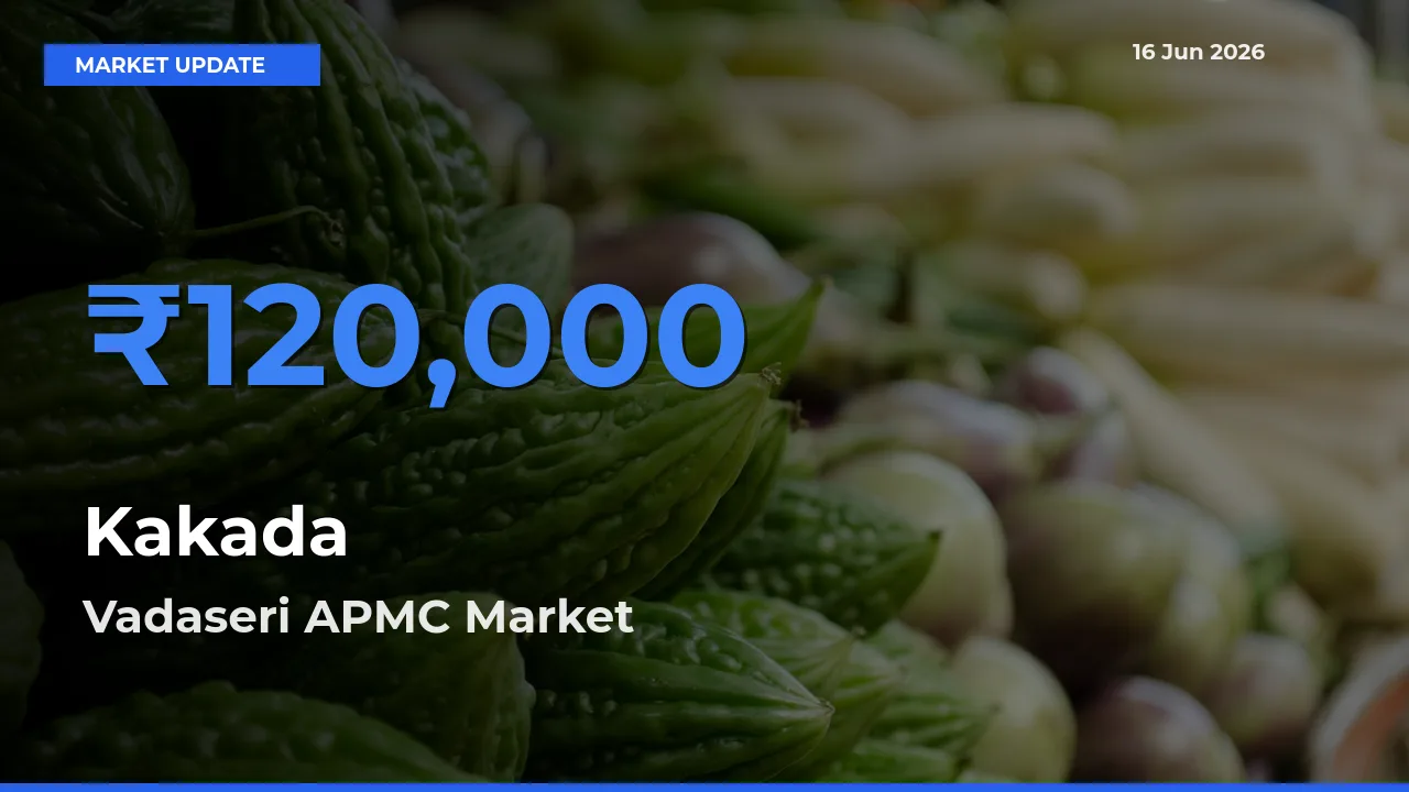 Vadaseri APMC Tops Kakada Rates – June 16 Market Update