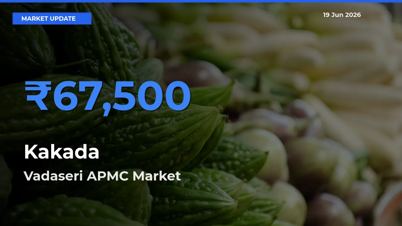 Vadaseri APMC Offers ₹67,500 – Highest Kakada Rate Today