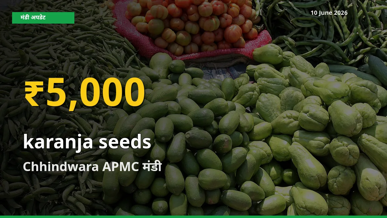 Chhindwara APMC में करंज के बीज ₹5,000 पर पहुँचा – अब तक का उच्चतम भाव