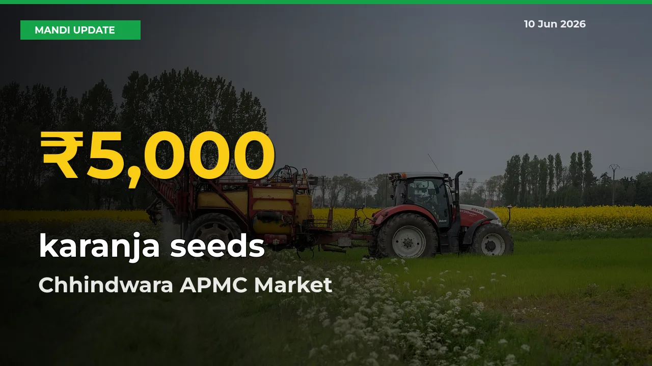 Fresh Record! karanja seeds Price Climbs to New High in Chhindwara APMC