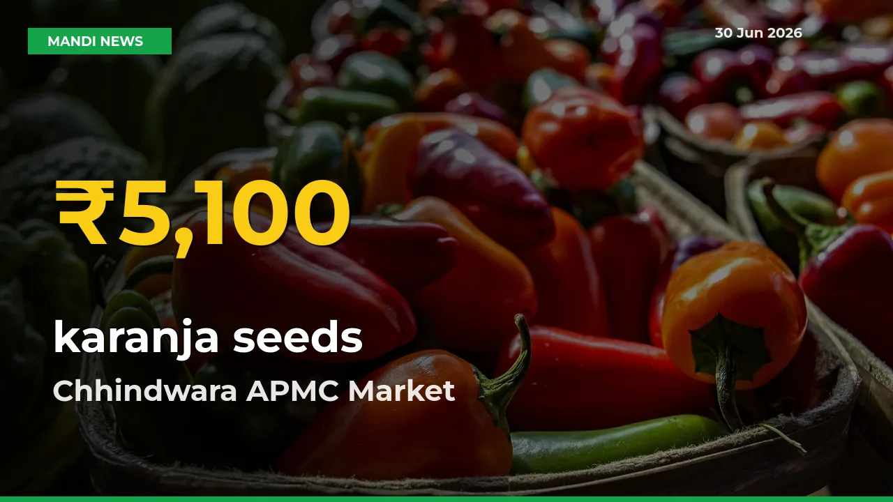 karanja seeds Price Rally Continues – Chhindwara APMC Hits Fresh High Today