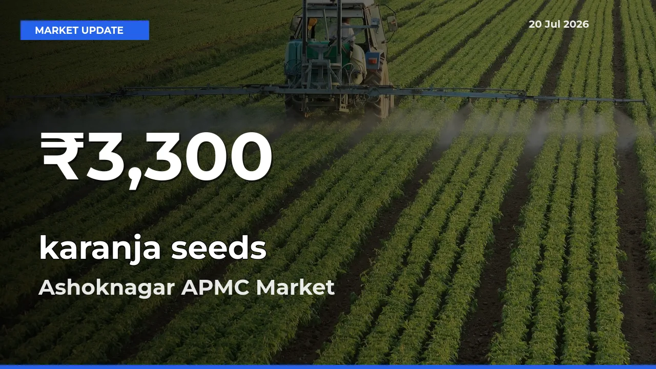 karanja seeds Prices Touch 30-Day Low in Ashoknagar APMC – July 20 Update