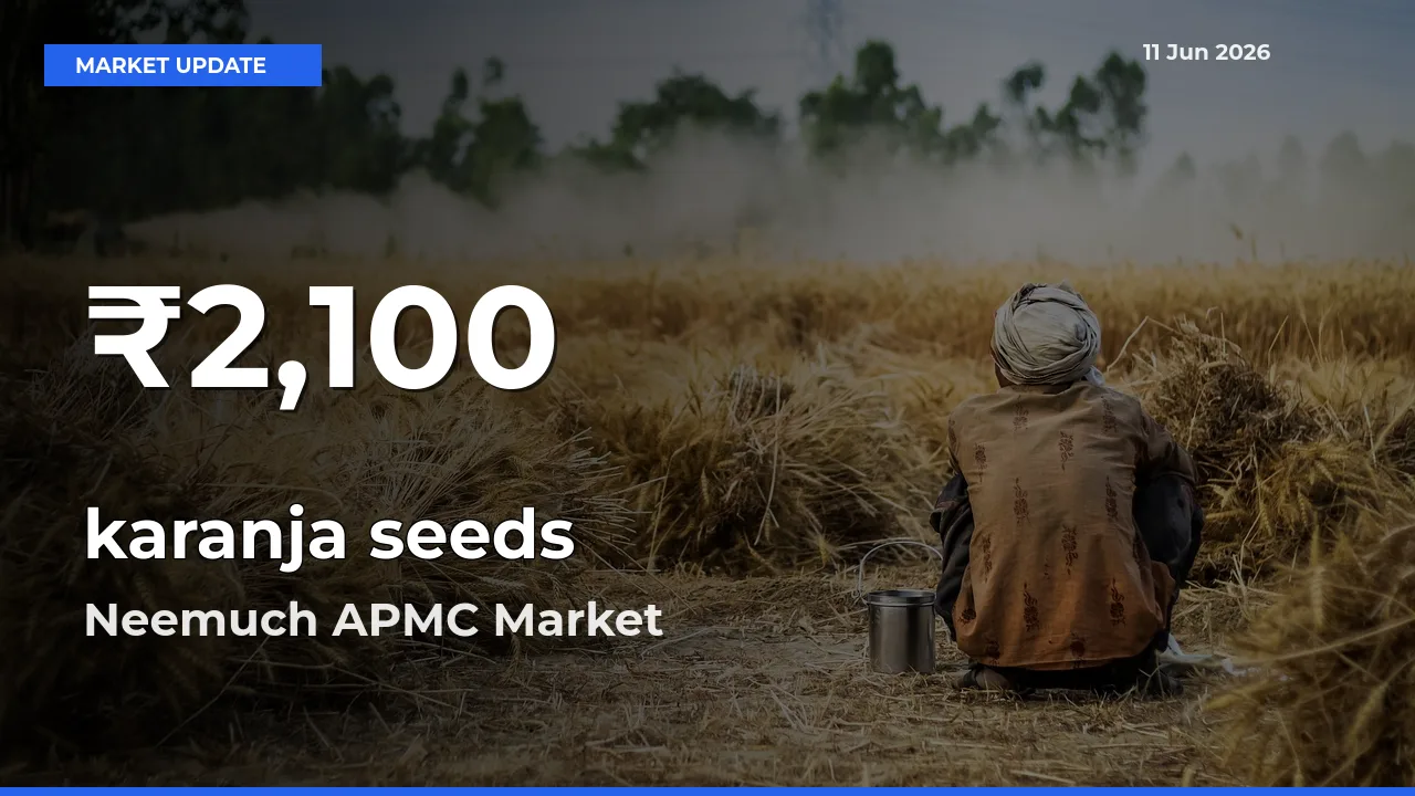 karanja seeds Mandi Rate Today: 30-Day Low Recorded in Neemuch APMC