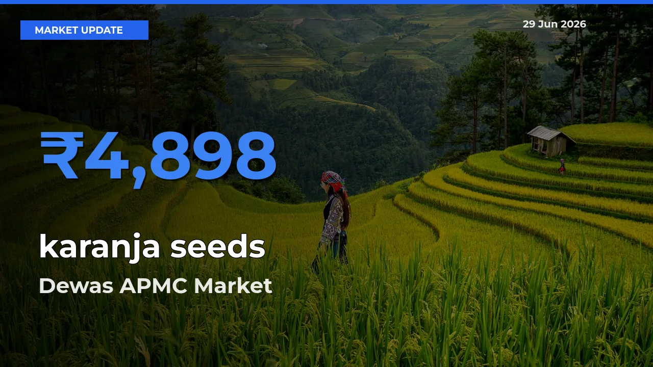 Dewas APMC Emerges as Top Mandi for karanja seeds Prices Today