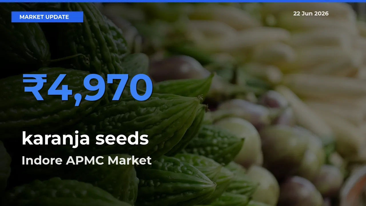 Top Performer! Indore APMC Offers Best karanja seeds Price Today