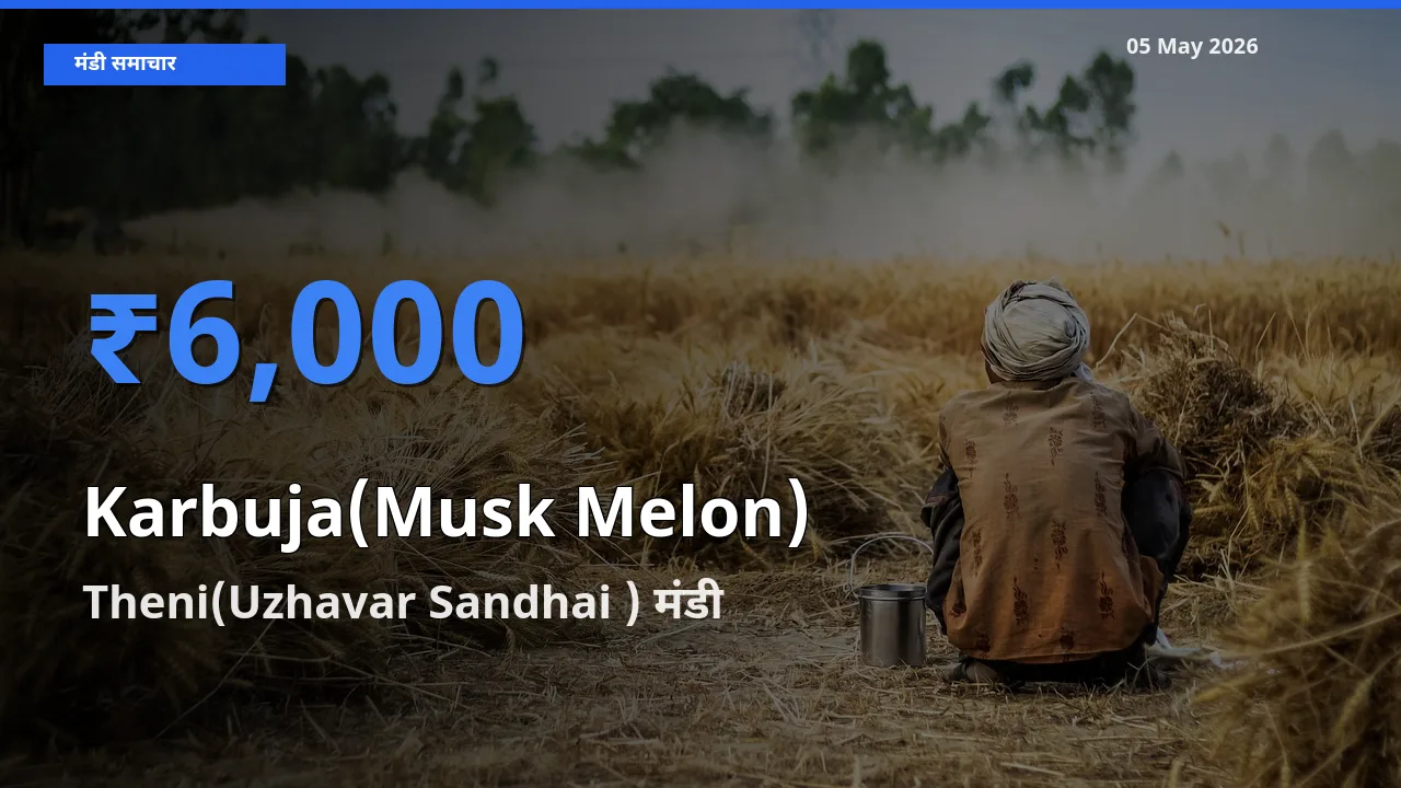 किसानों की पसंद बना Theni(Uzhavar Sandhai ), खरबूजा के सबसे अच्छे दाम