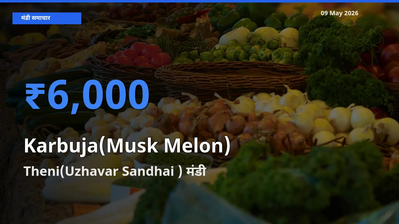 Theni(Uzhavar Sandhai ) मंडी में आज खरबूजा के सबसे ऊँचे दाम दर्ज