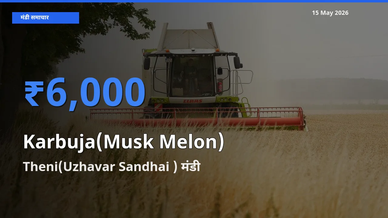 टॉप मंडी बना Theni(Uzhavar Sandhai )! खरबूजा के सबसे ऊँचे दाम यहीं दर्ज