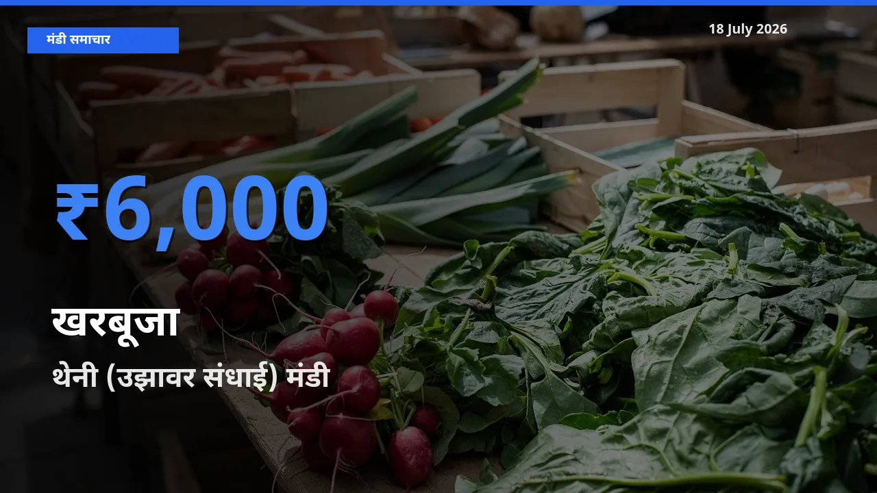 टॉप मंडी बना थेनी (उझावर संधाई)! खरबूजा के सबसे ऊँचे दाम यहीं दर्ज