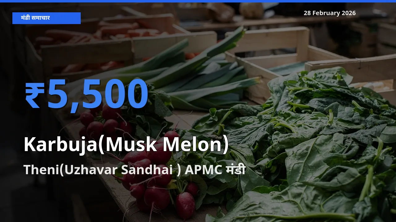 आज Karbuja(Musk Melon) के सबसे ज़्यादा दाम Theni(Uzhavar Sandhai ) APMC मंडी में दर्ज