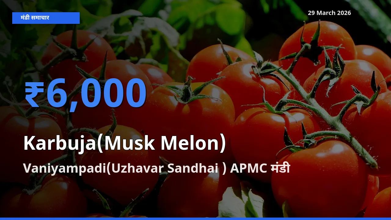 टॉप मंडी बना Vaniyampadi(Uzhavar Sandhai ) APMC! खरबूजा के सबसे ऊँचे दाम यहीं दर्ज