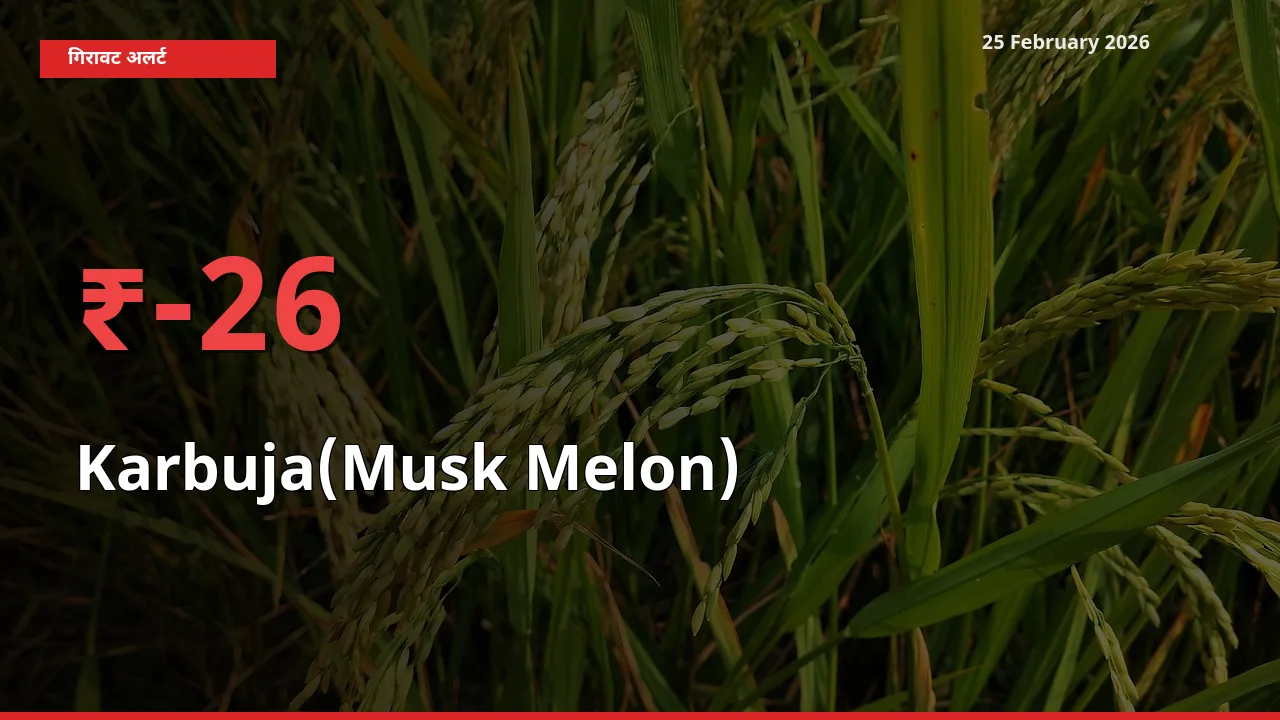 25 February अपडेट: Karbuja(Musk Melon) के दाम मंडी में 25.86% गिरे