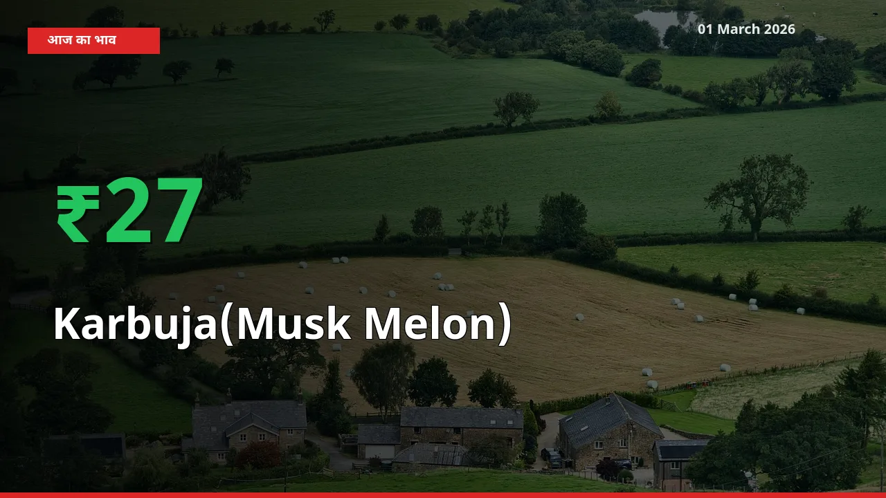 अचानक तेजी! मंडी में Karbuja(Musk Melon) के दाम 26.95% चढ़े