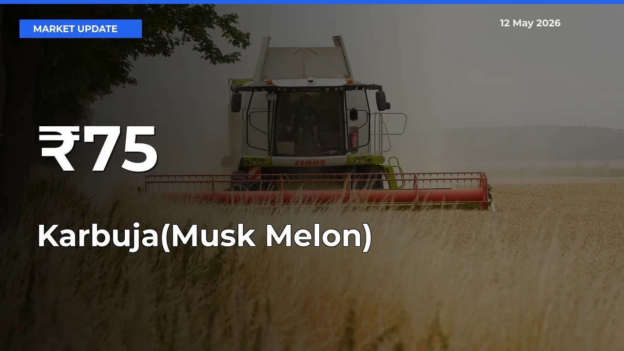 Karbuja(Musk Melon) Trend Strengthens Across Major Mandis