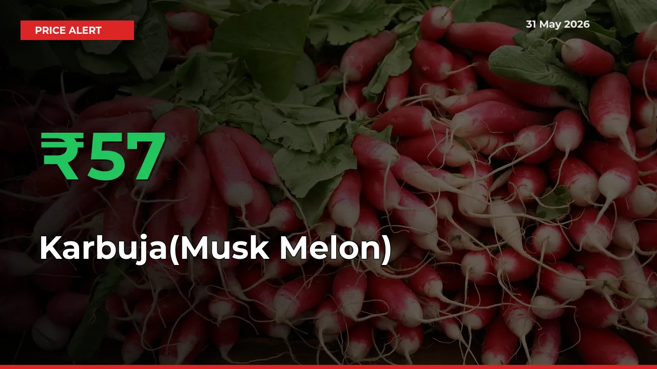 Sudden 56.89% Rally in Karbuja(Musk Melon) Prices Across Mandis