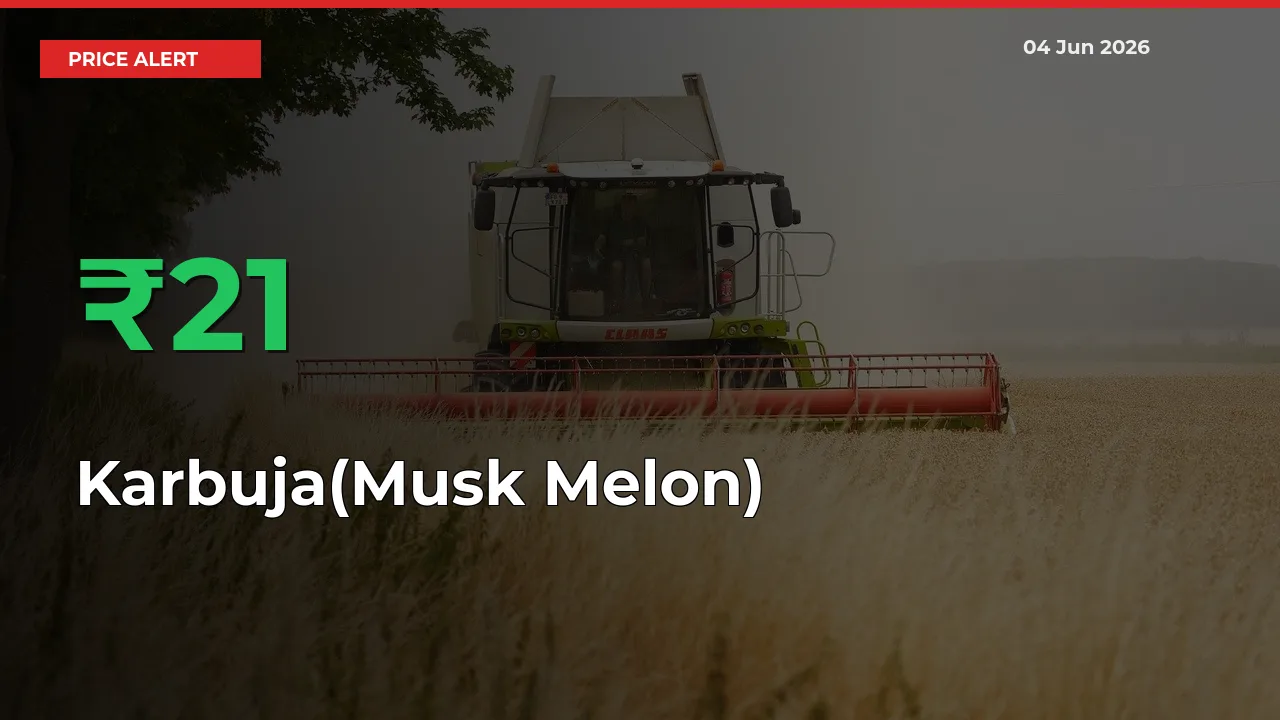 Karbuja(Musk Melon) Mandi Rate Today: Prices Jump 21.01% at Market