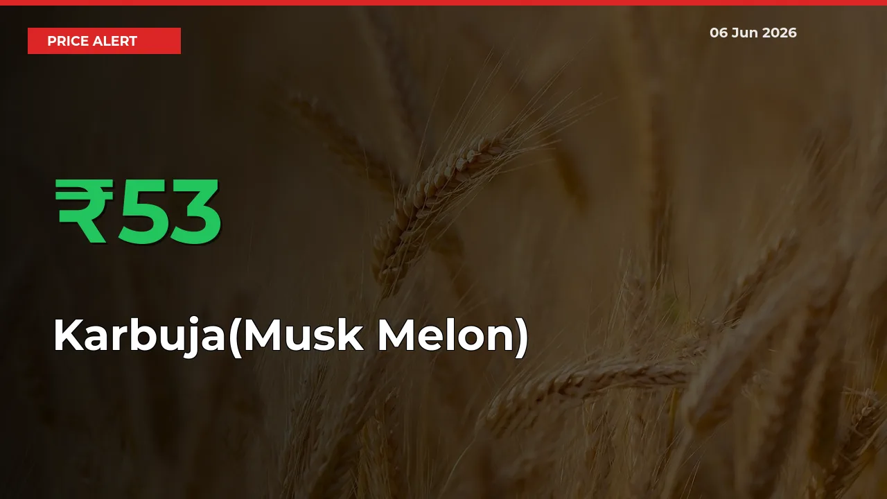 This Mandi Records 53.47% Jump in Karbuja(Musk Melon) Prices