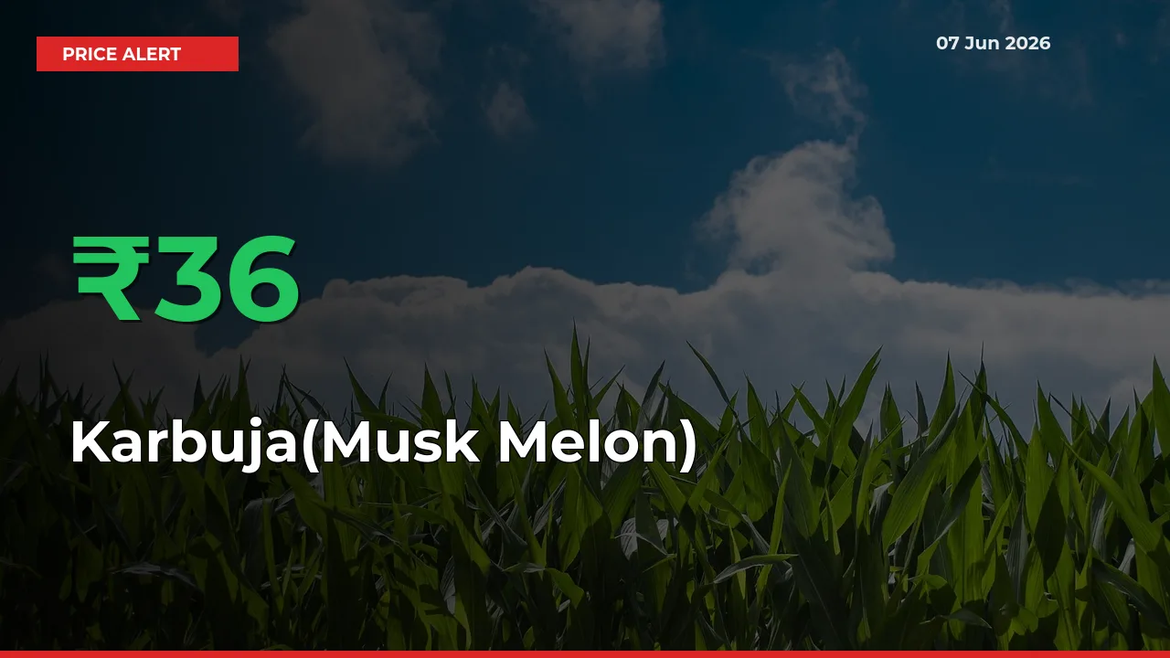 Karbuja(Musk Melon) Mandi Rate Today: Prices Jump 36.41% at Market