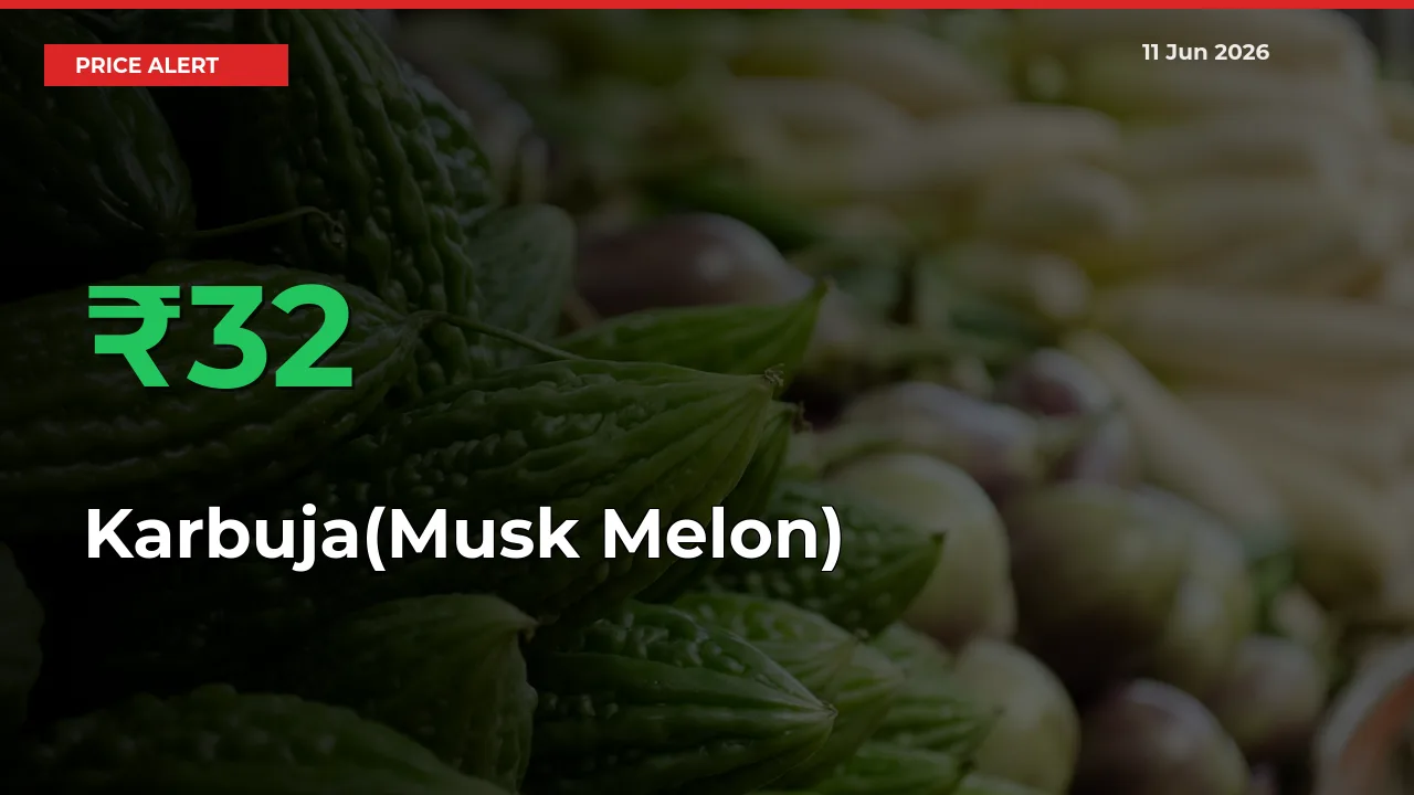 Why Karbuja(Musk Melon) Prices Rose 32.2% in a Day at Mandis