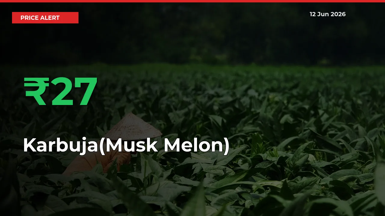 Why Karbuja(Musk Melon) Prices Rose 27.08% in a Day at Mandis