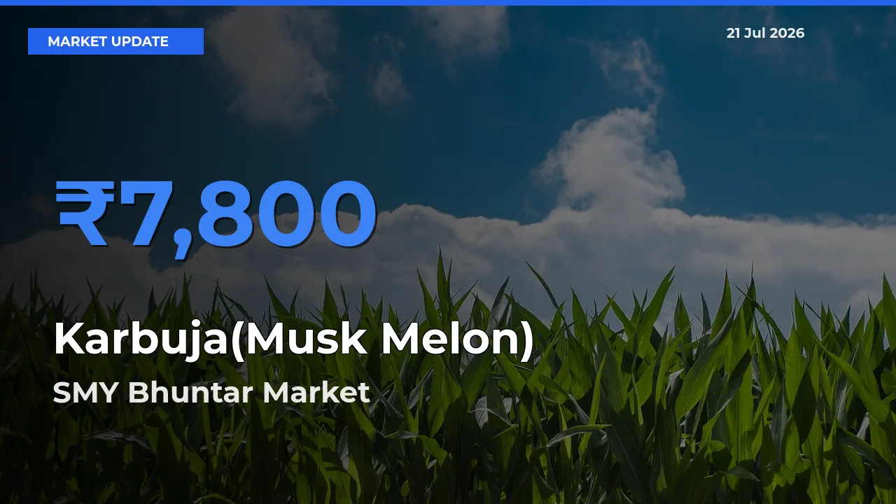 SMY Bhuntar Leads as Top Mandi for Karbuja(Musk Melon) Prices