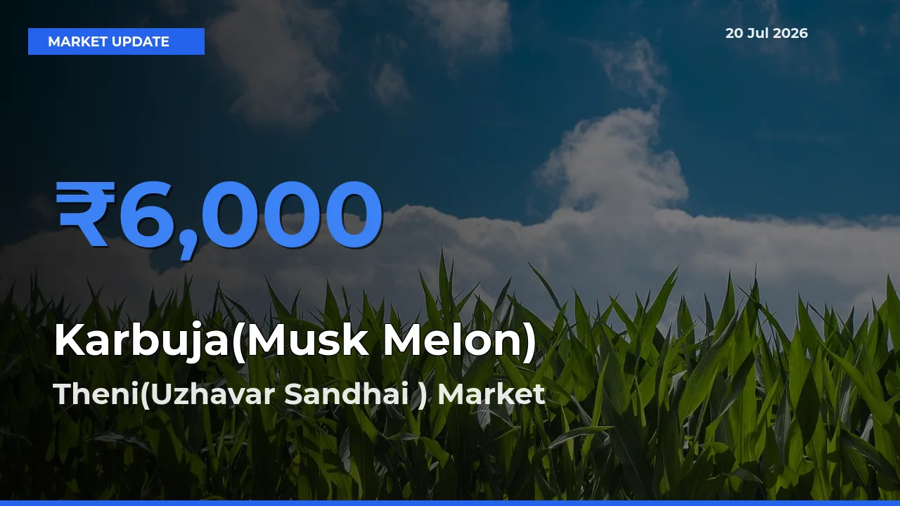 Farmers Prefer Theni(Uzhavar Sandhai ) as Karbuja(Musk Melon) Hits Highest Rate