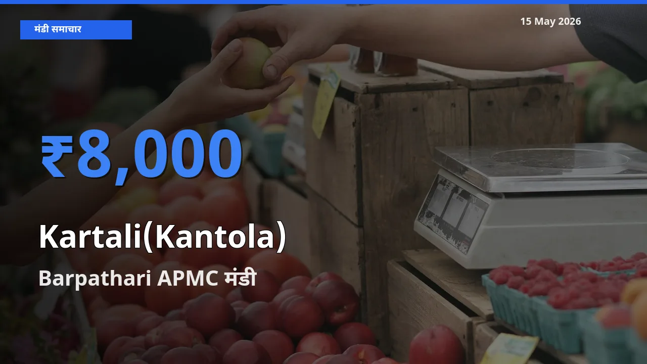 टॉप मंडी बना Barpathari APMC! कंटोला के सबसे ऊँचे दाम यहीं दर्ज
