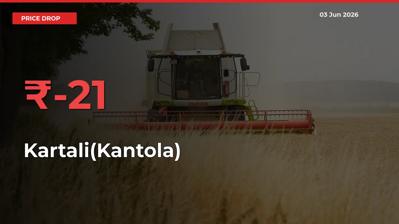 Why Kartali(Kantola) Prices Fell 21.27% in a Day at Mandis