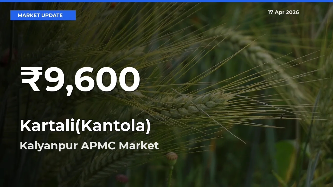 Kartali(Kantola) Mandi Rate Today: 30-Day Low Recorded in Kalyanpur APMC