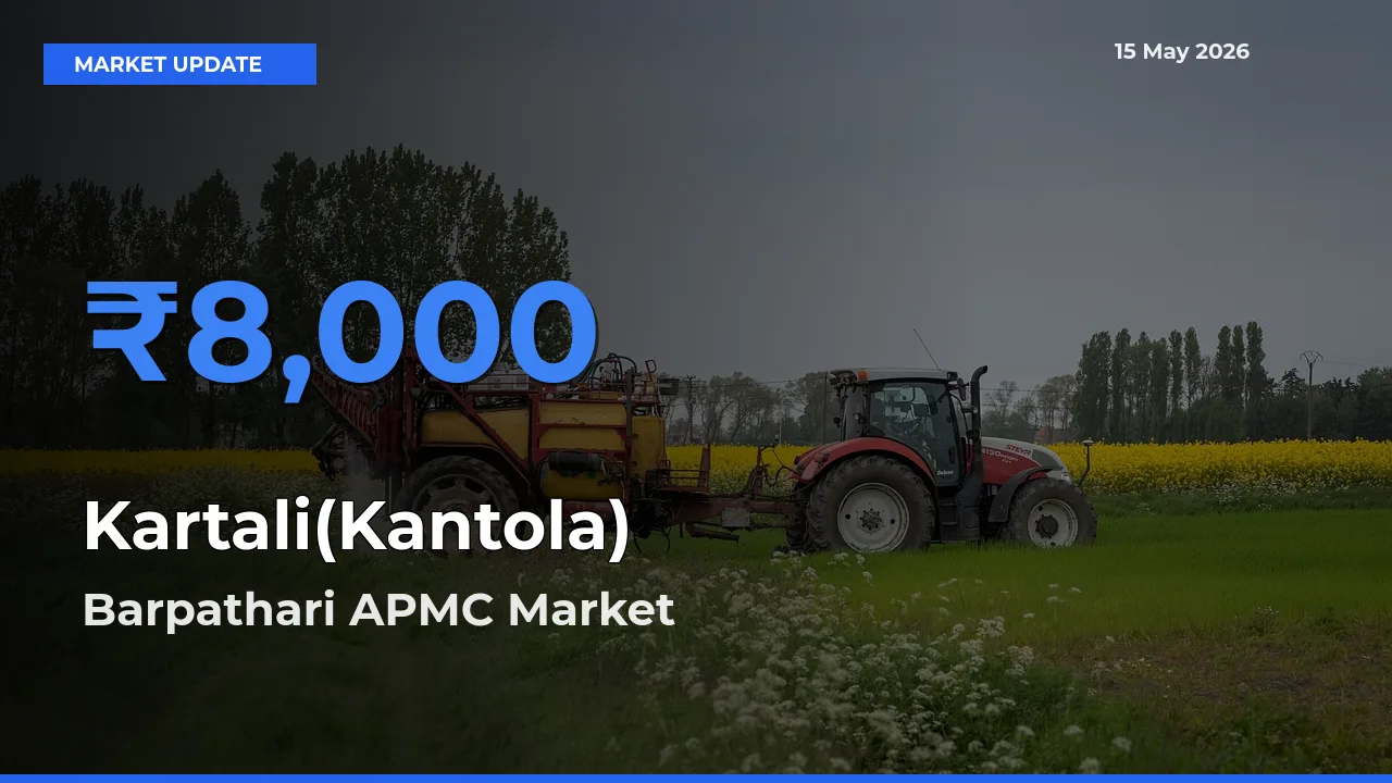 Kartali(Kantola) Mandi Rate Today: Barpathari APMC Tops the List