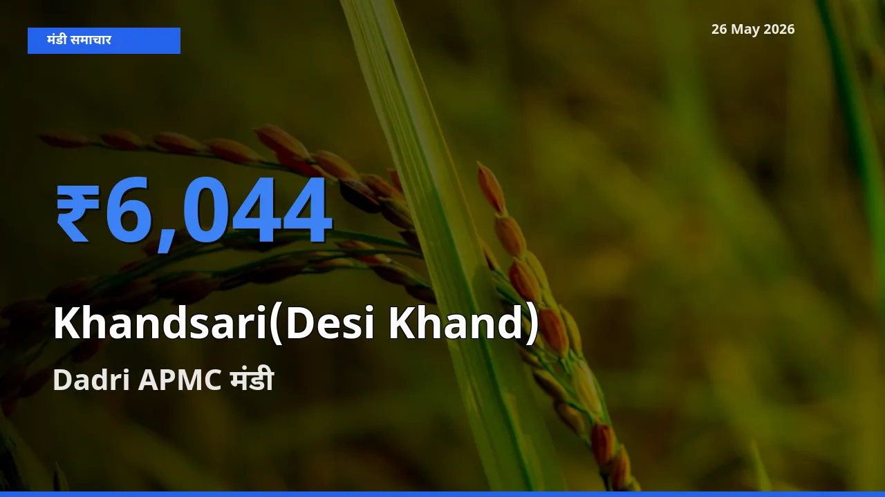 Dadri APMC में देसी खांड का आज सबसे ऊँचा भाव