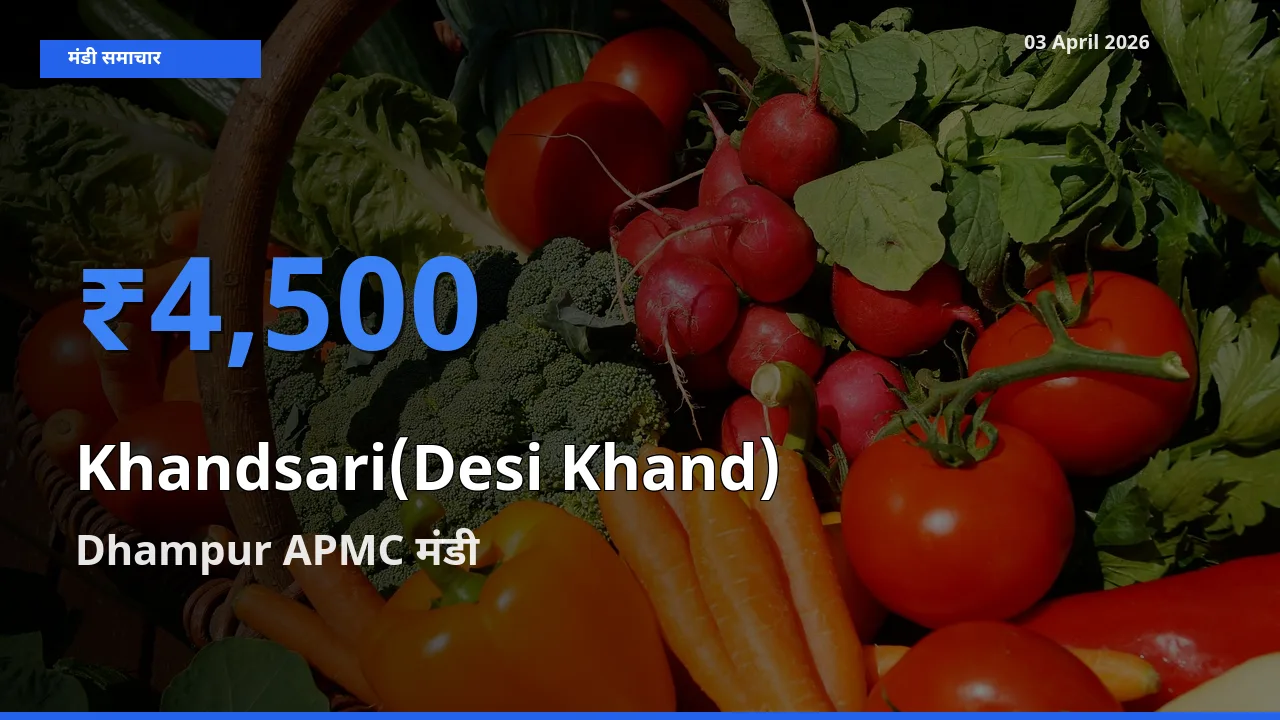 किसानों की पसंद बना Dhampur APMC, Khandsari(Desi Khand) के सबसे अच्छे दाम
