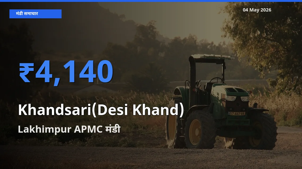 Lakhimpur APMC में देसी खांड का आज सबसे ऊँचा भाव