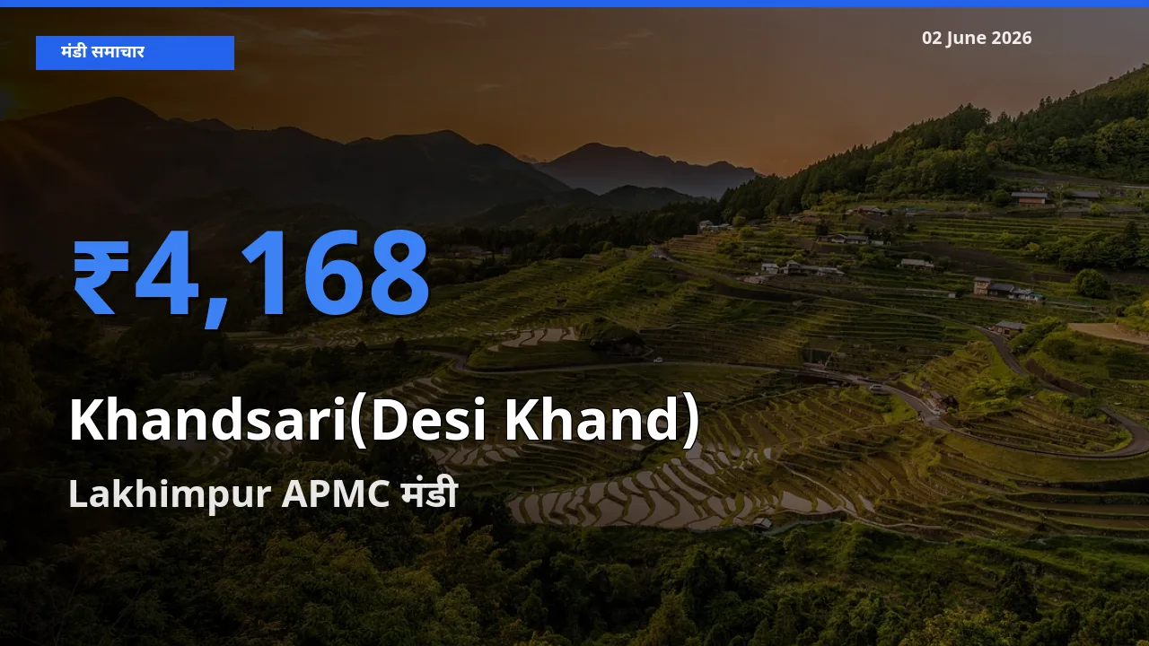 आज देसी खांड के सबसे ऊँचे दाम ₹4,168 Lakhimpur APMC मंडी में