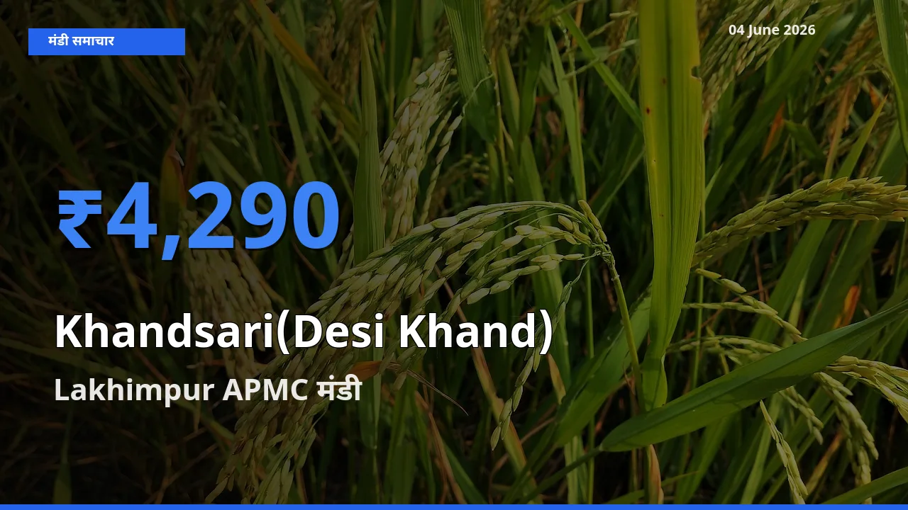 Lakhimpur APMC मंडी में देसी खांड ₹4,290 पर पहुँचा – आज का सर्वोच्च भाव