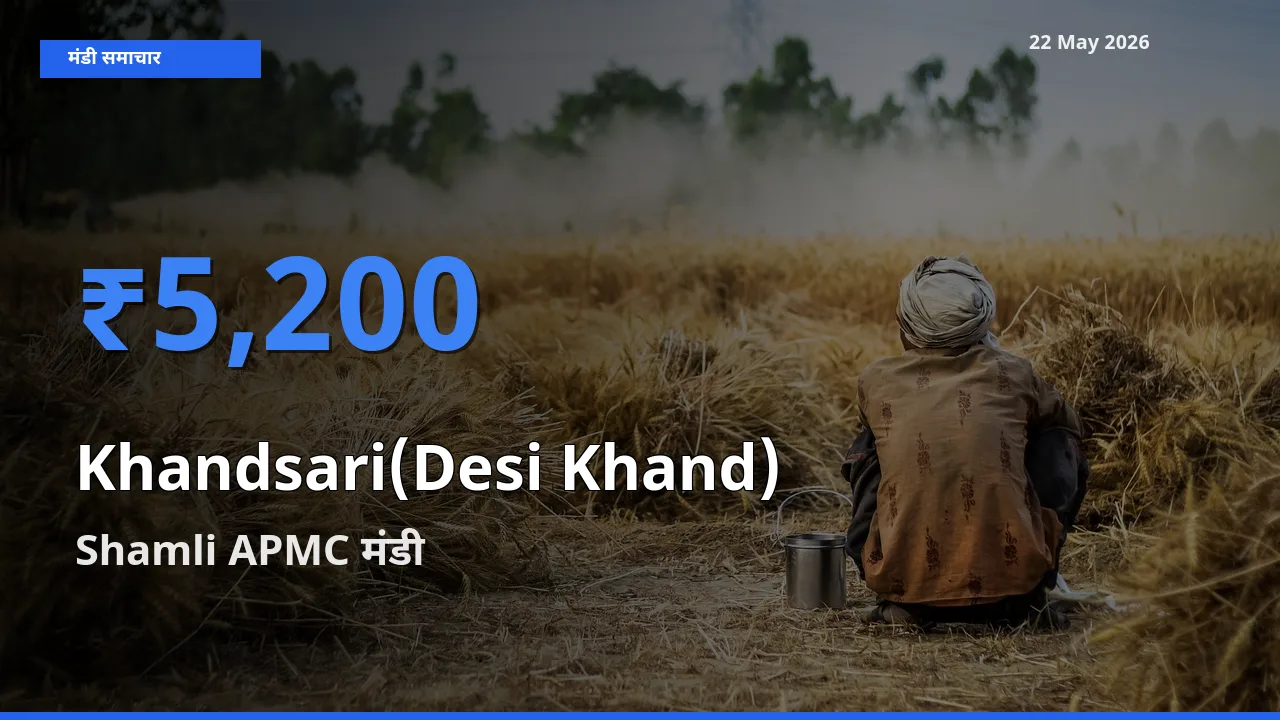 टॉप मंडी बना Shamli APMC! देसी खांड के सबसे ऊँचे दाम यहीं दर्ज