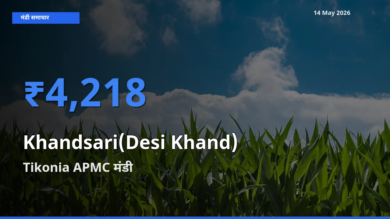 बाज़ार संकेत: Tikonia APMC बना देसी खांड के लिए आज की टॉप मंडी