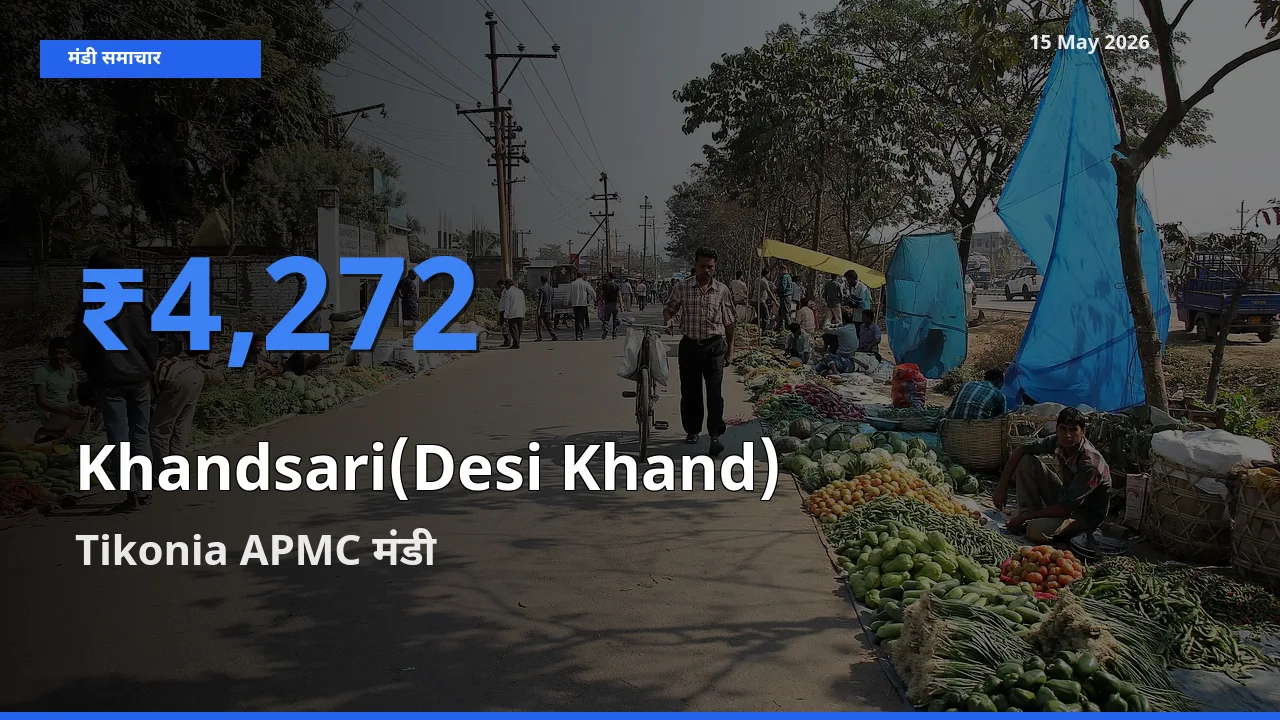 टॉप मंडी बना Tikonia APMC! देसी खांड के सबसे ऊँचे दाम यहीं दर्ज