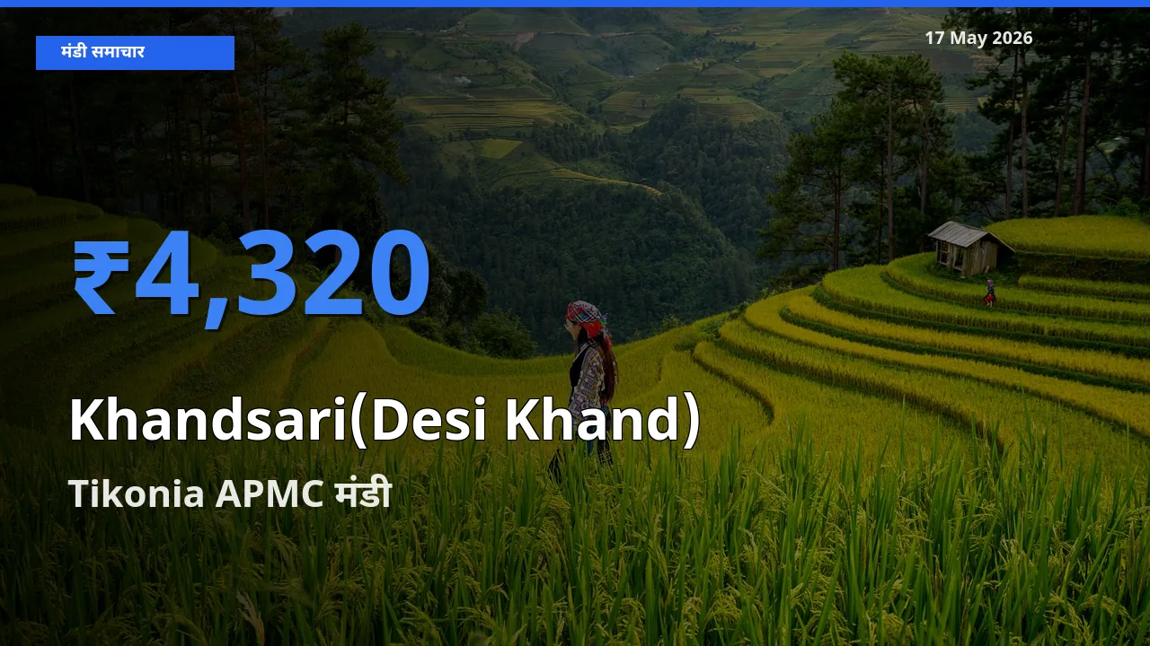 किसानों की पसंद बना Tikonia APMC, देसी खांड के सबसे अच्छे दाम