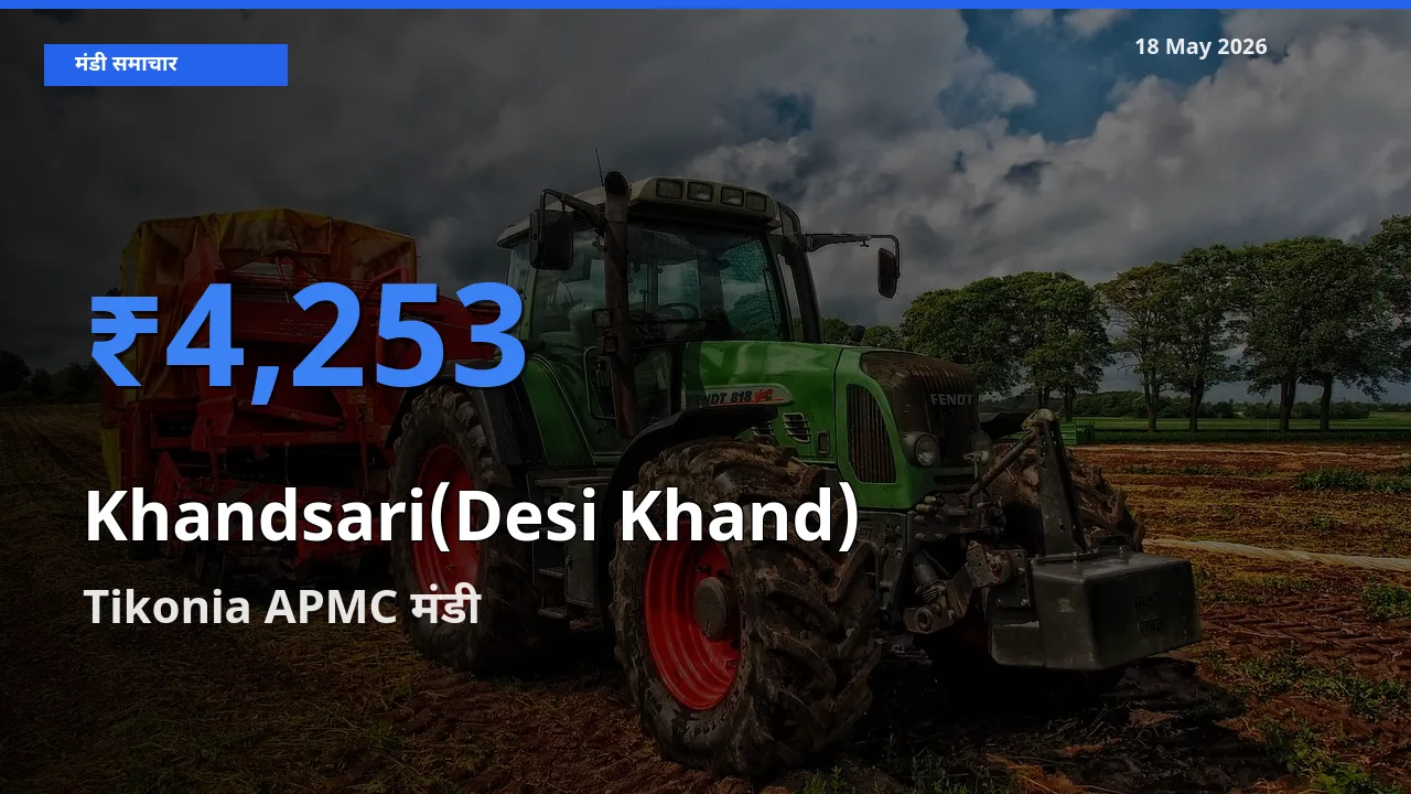 आज देसी खांड के सबसे ज़्यादा दाम Tikonia APMC मंडी में दर्ज