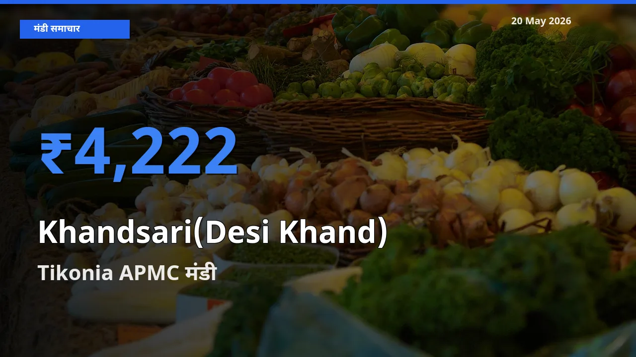 Tikonia APMC में देसी खांड का आज सबसे ऊँचा भाव