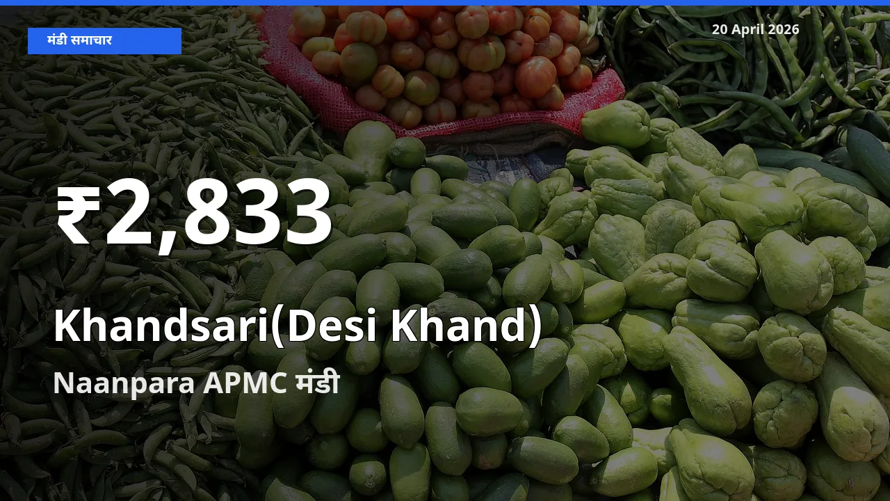 देसी खांड के दाम 30 दिनों के सबसे निचले स्तर पर, Naanpara APMC