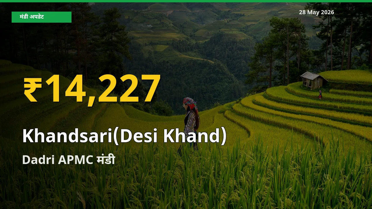 आज Dadri APMC में देसी खांड के दाम रिकॉर्ड स्तर पर, ताज़ा मंडी भाव जानें