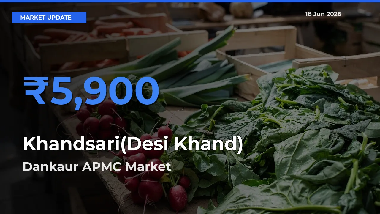 Farmers Prefer Dankaur APMC as Khandsari(Desi Khand) Hits Highest Rate