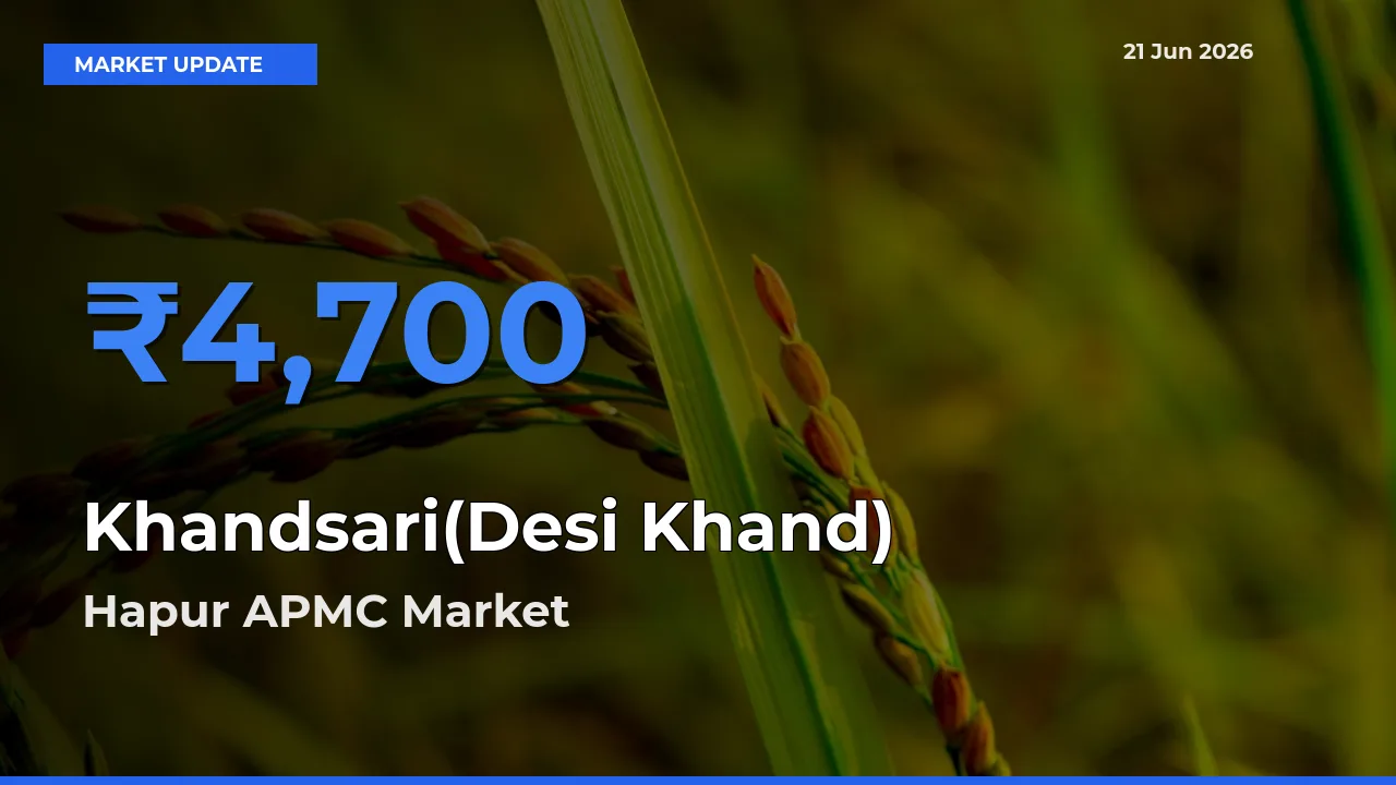 Hapur APMC Emerges as Top Mandi for Khandsari(Desi Khand) Prices Today