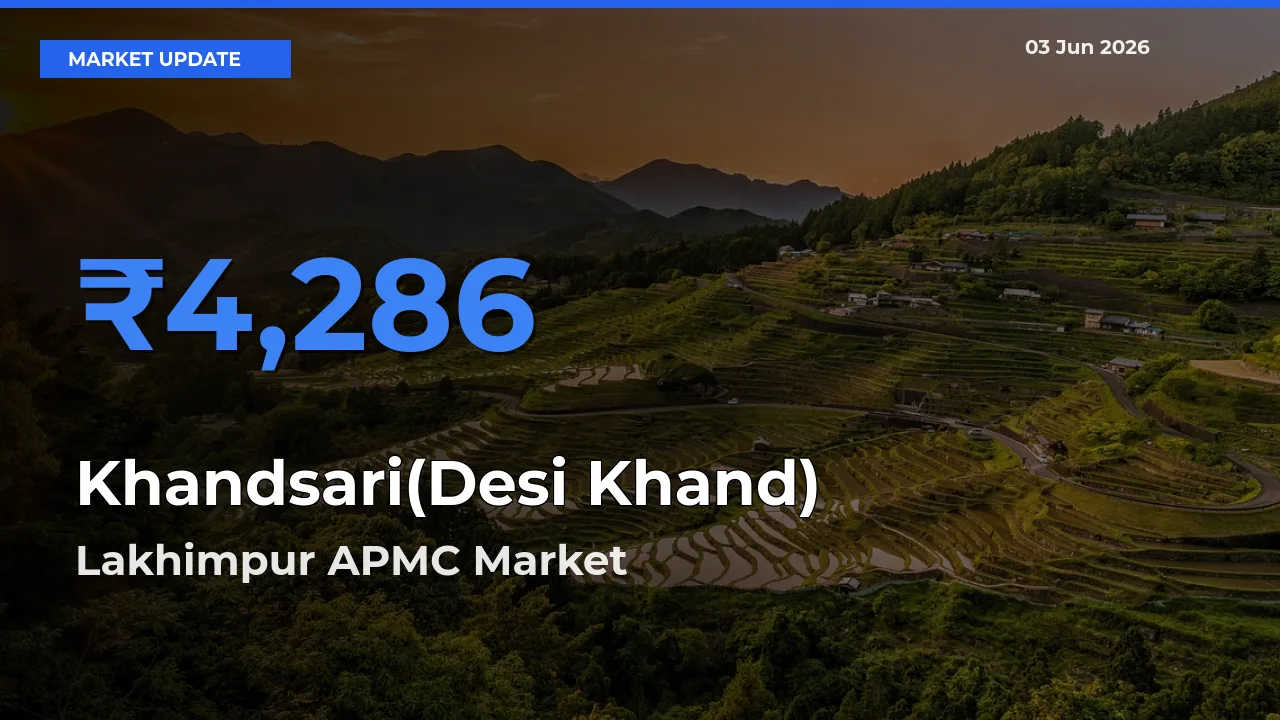 Lakhimpur APMC Leads as Top Mandi for Khandsari(Desi Khand) Prices