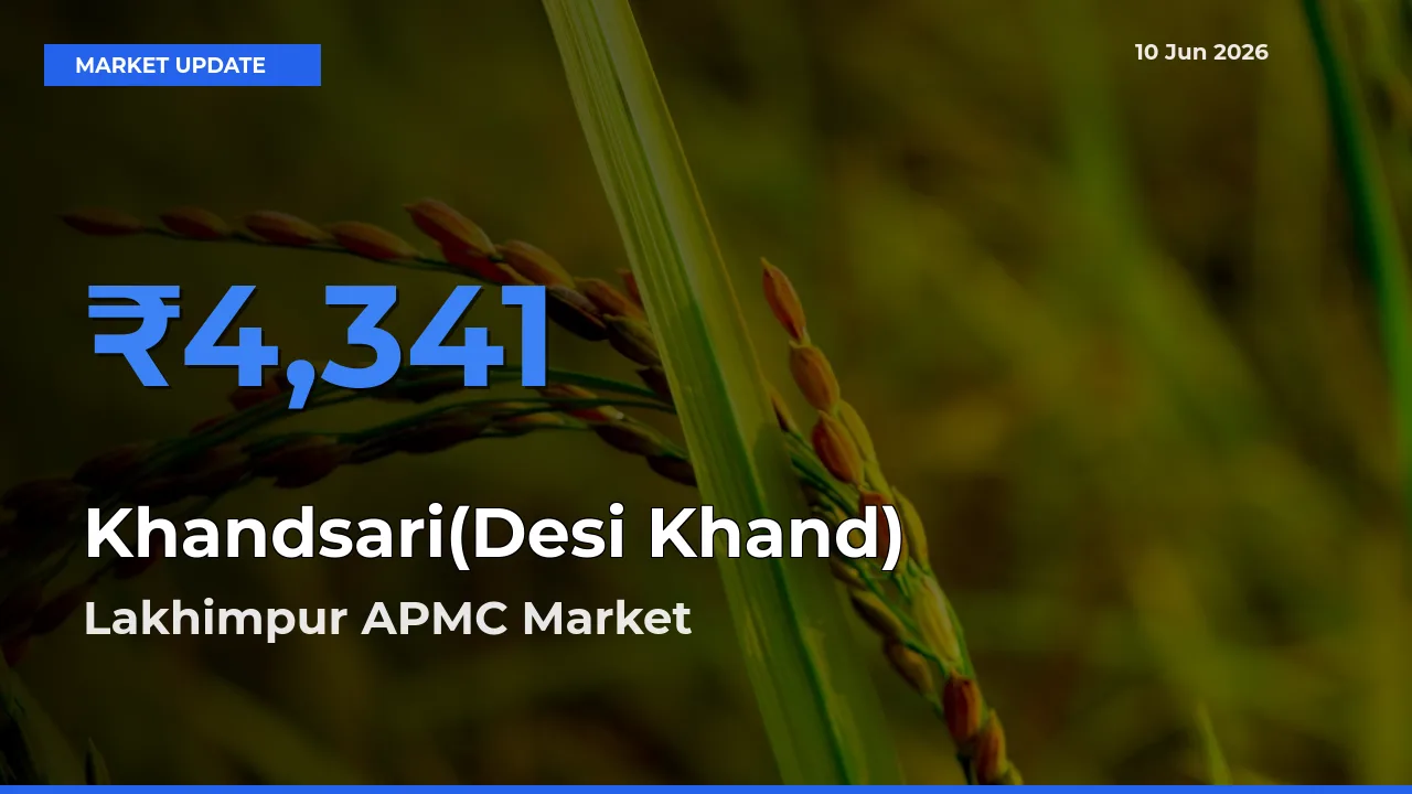 Lakhimpur APMC Records Highest ₹4,341 Rate for Khandsari(Desi Khand)